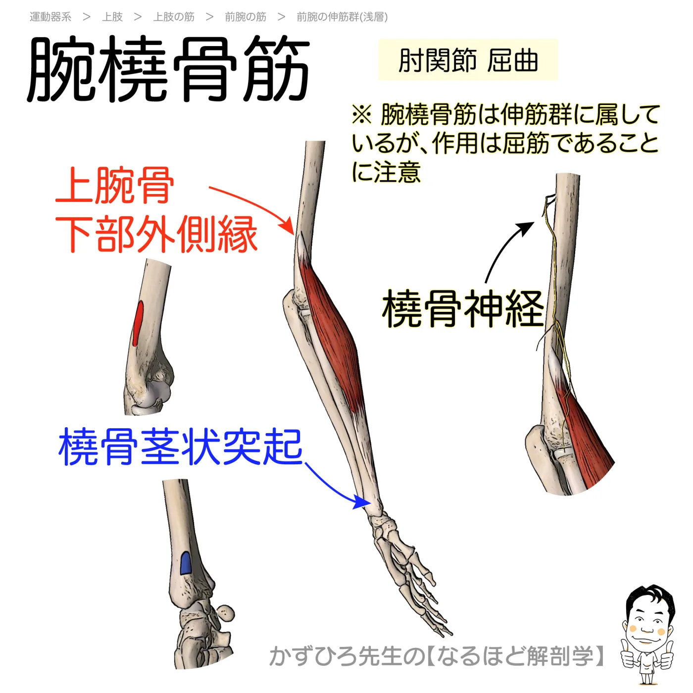 腕橈骨筋