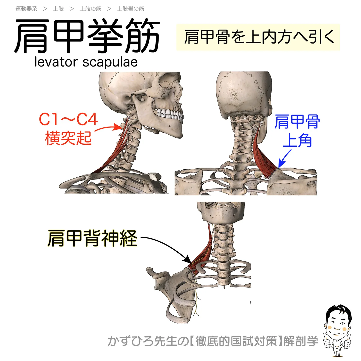 肩甲挙筋