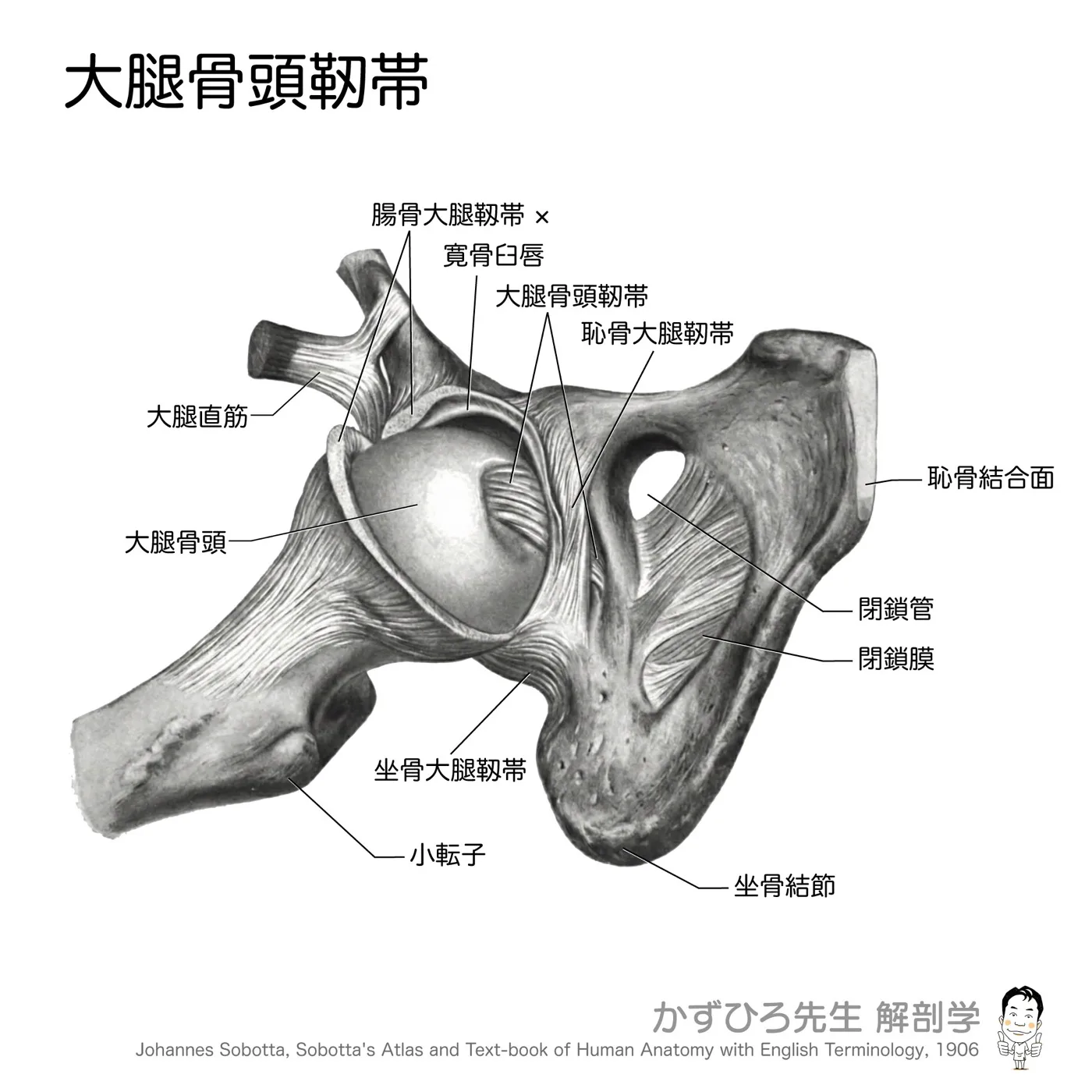 大腿骨頭靭帯
