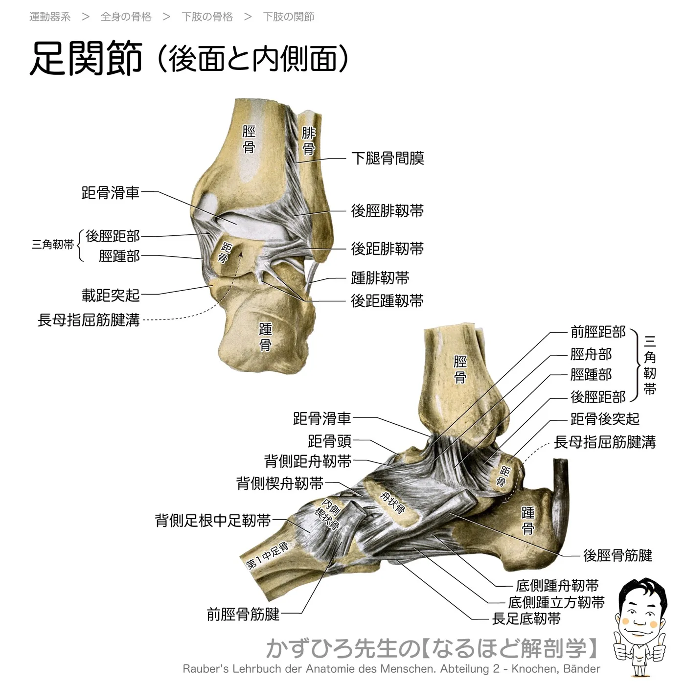 足関節（後面と内側面）