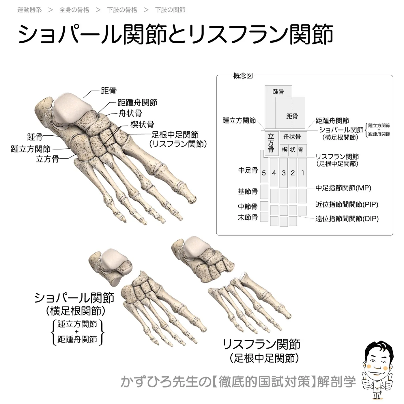 運動器系-ショパール関節とリスフラン関節