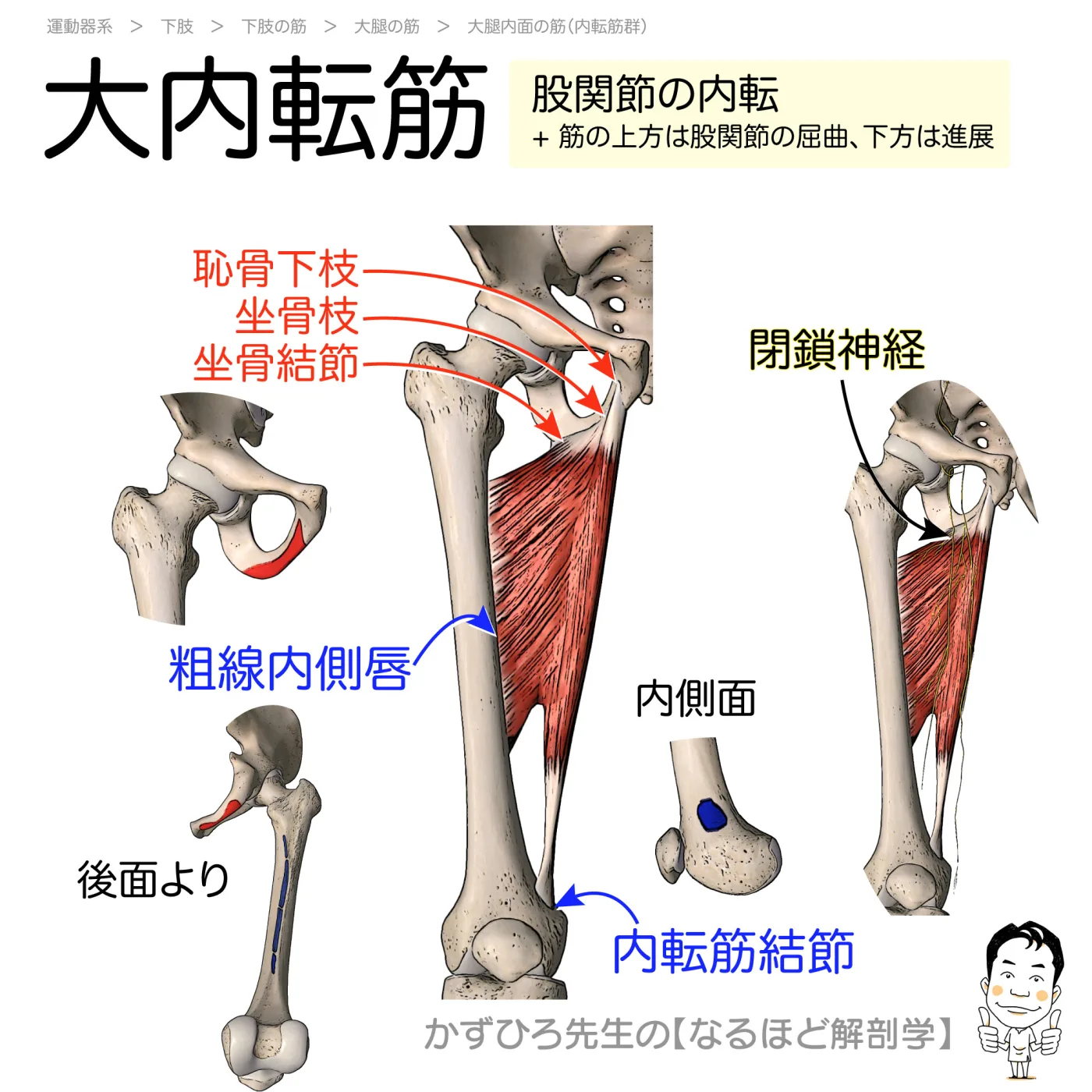 大内転筋