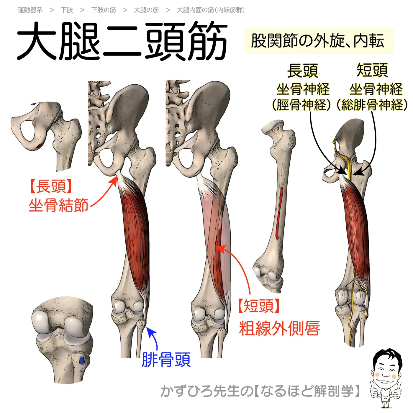 大腿二頭筋