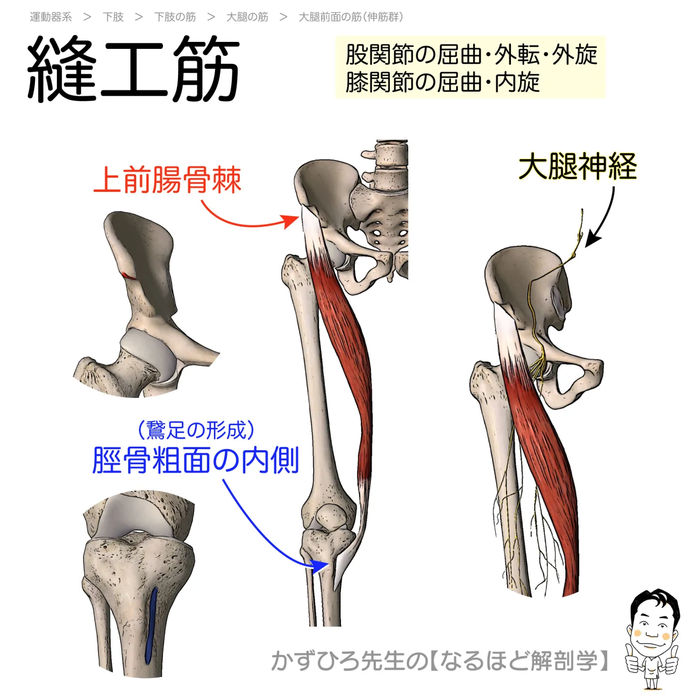 縫工筋