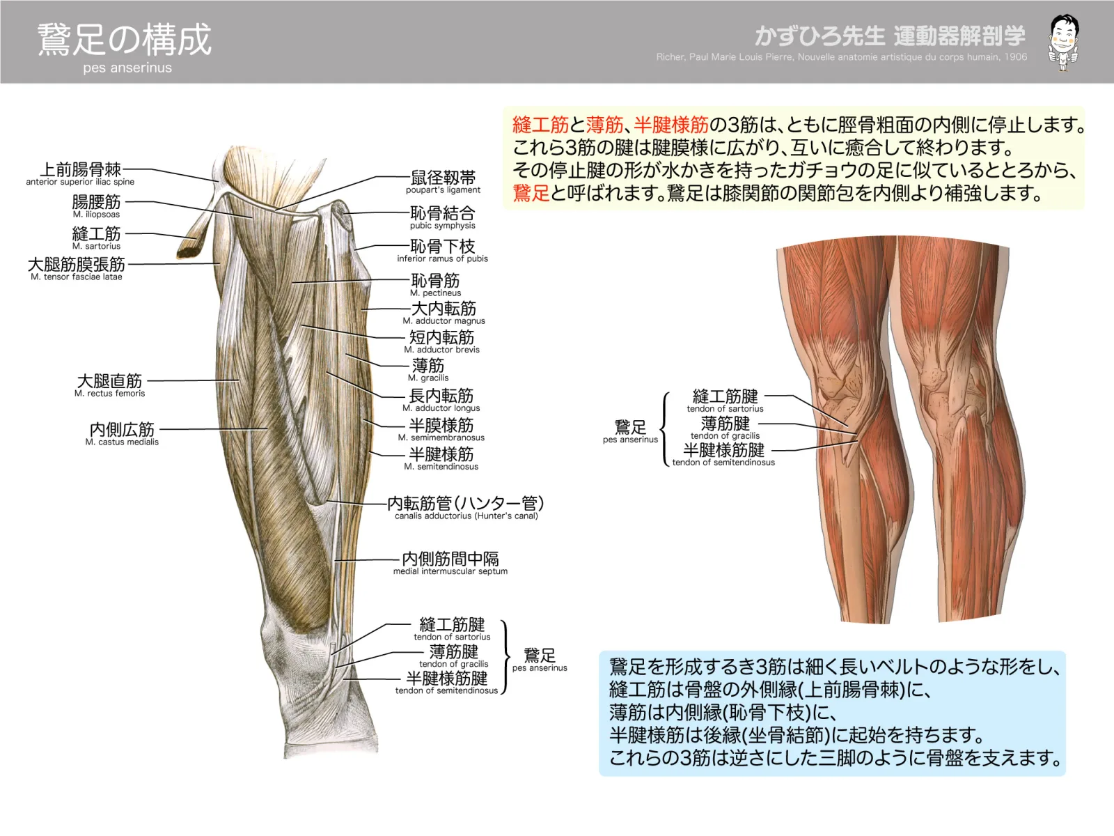 鵞足の構成