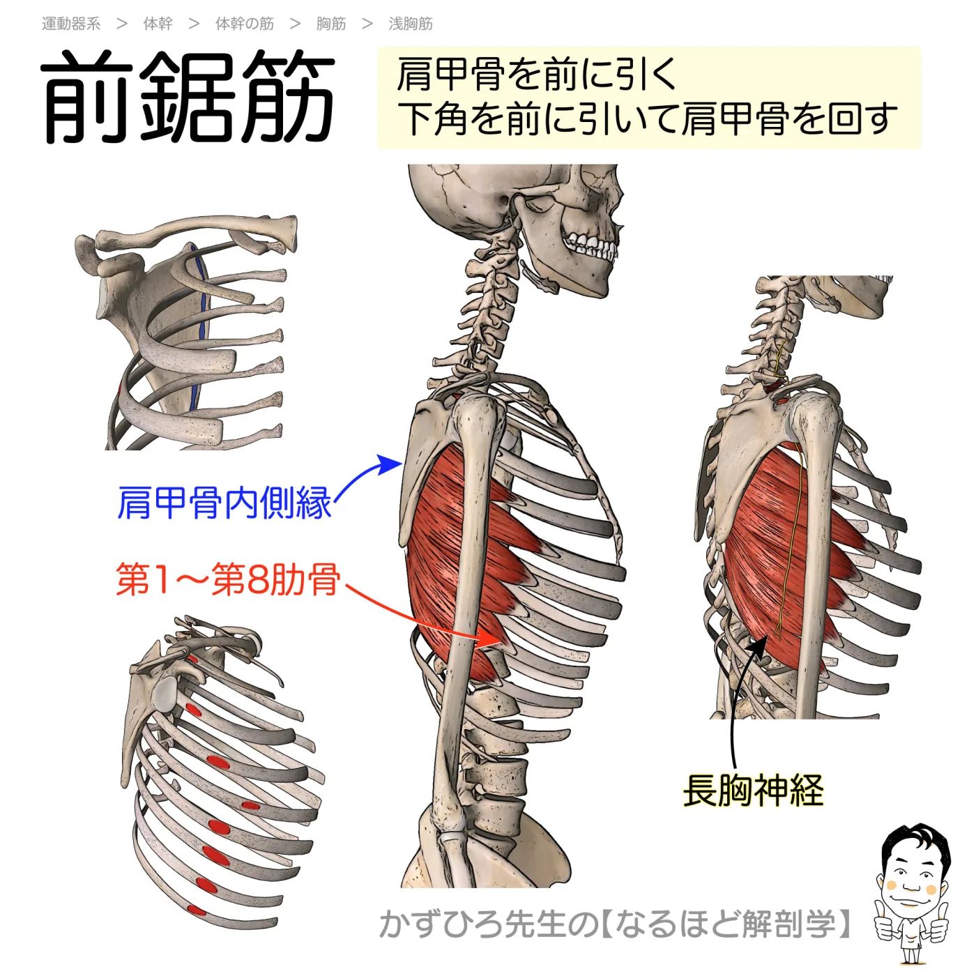 前鋸筋