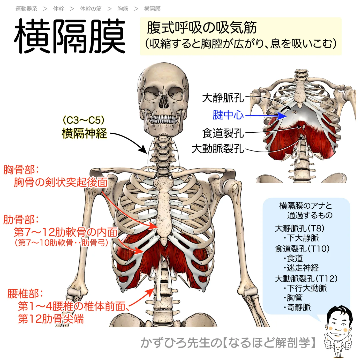 横隔膜