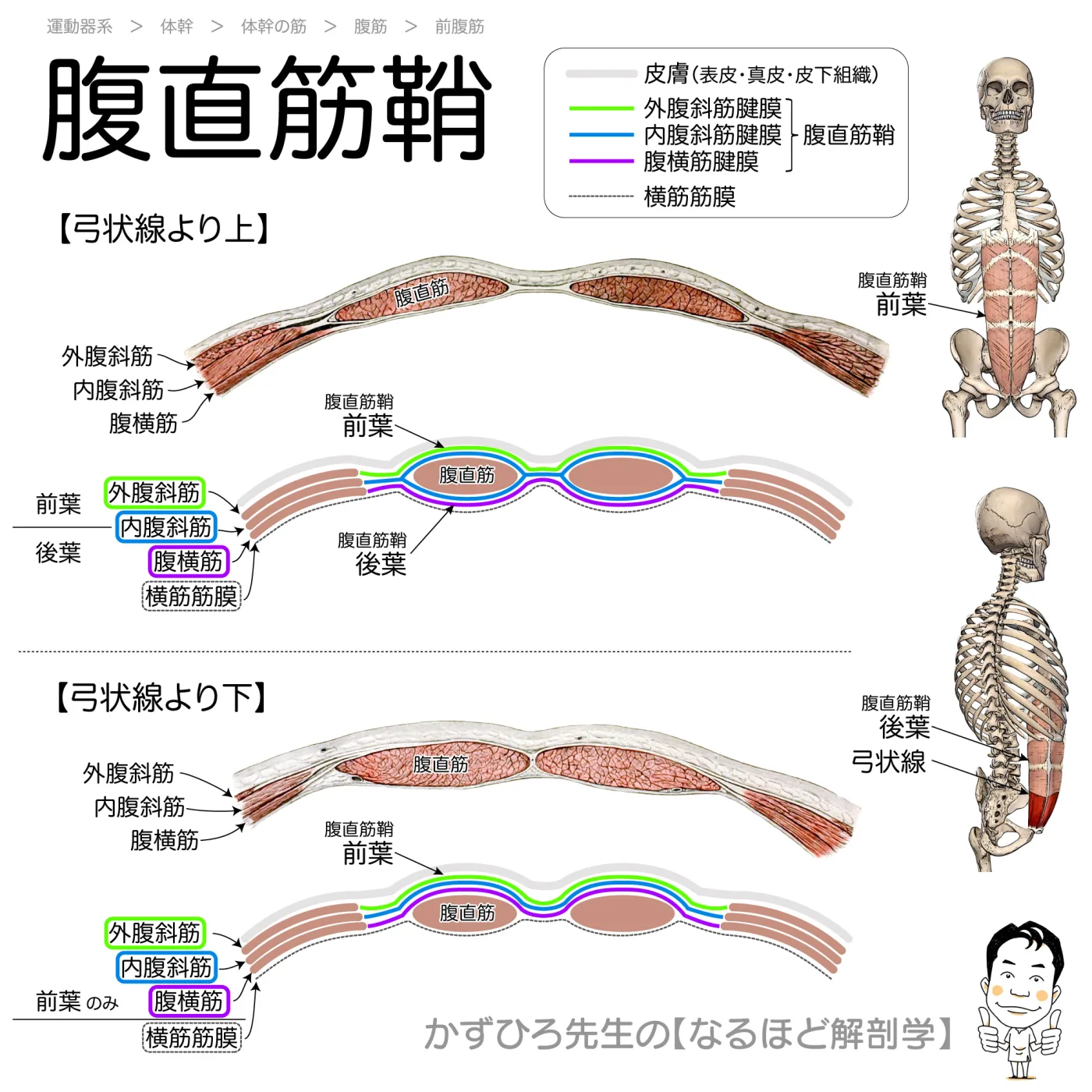 腹直筋鞘