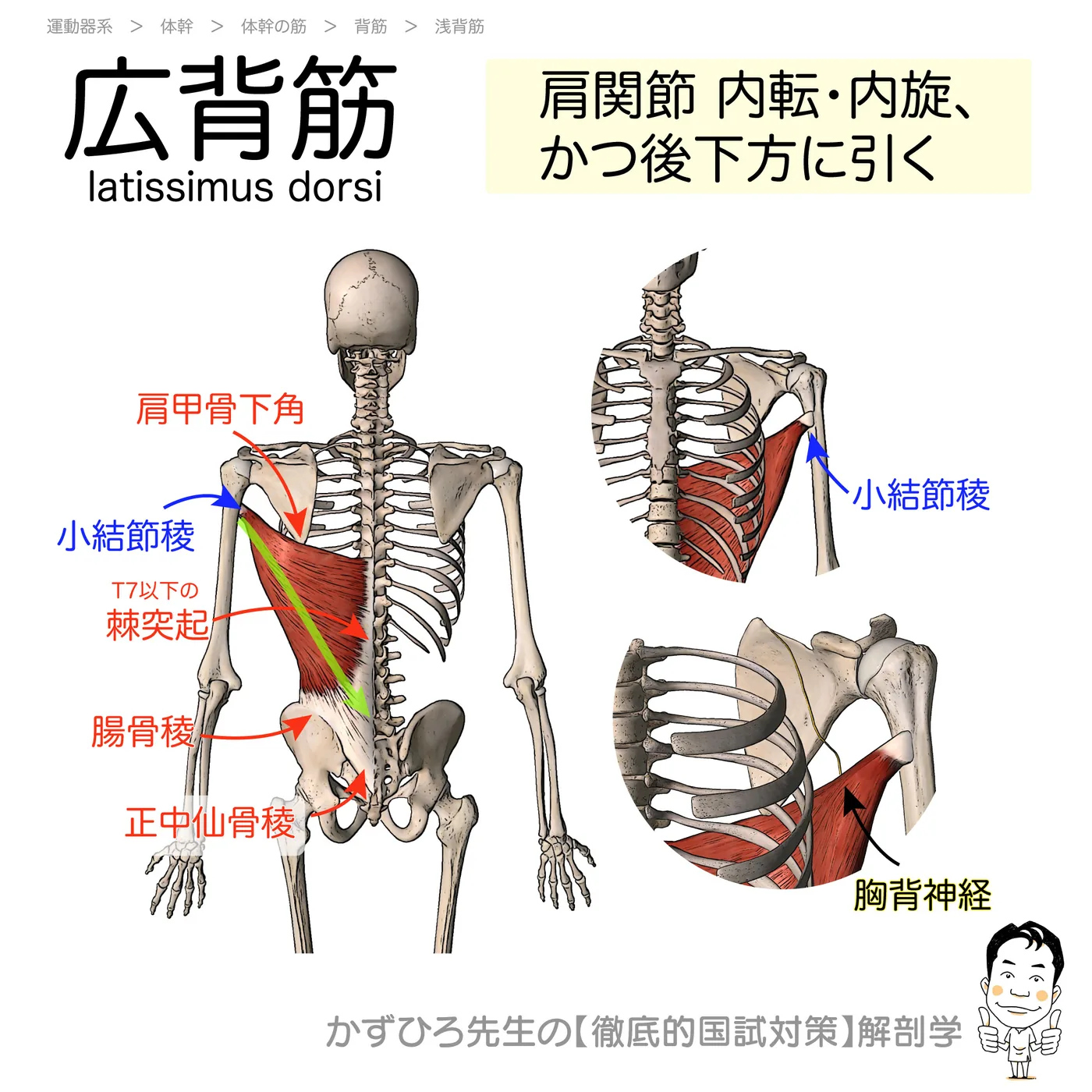 広背筋