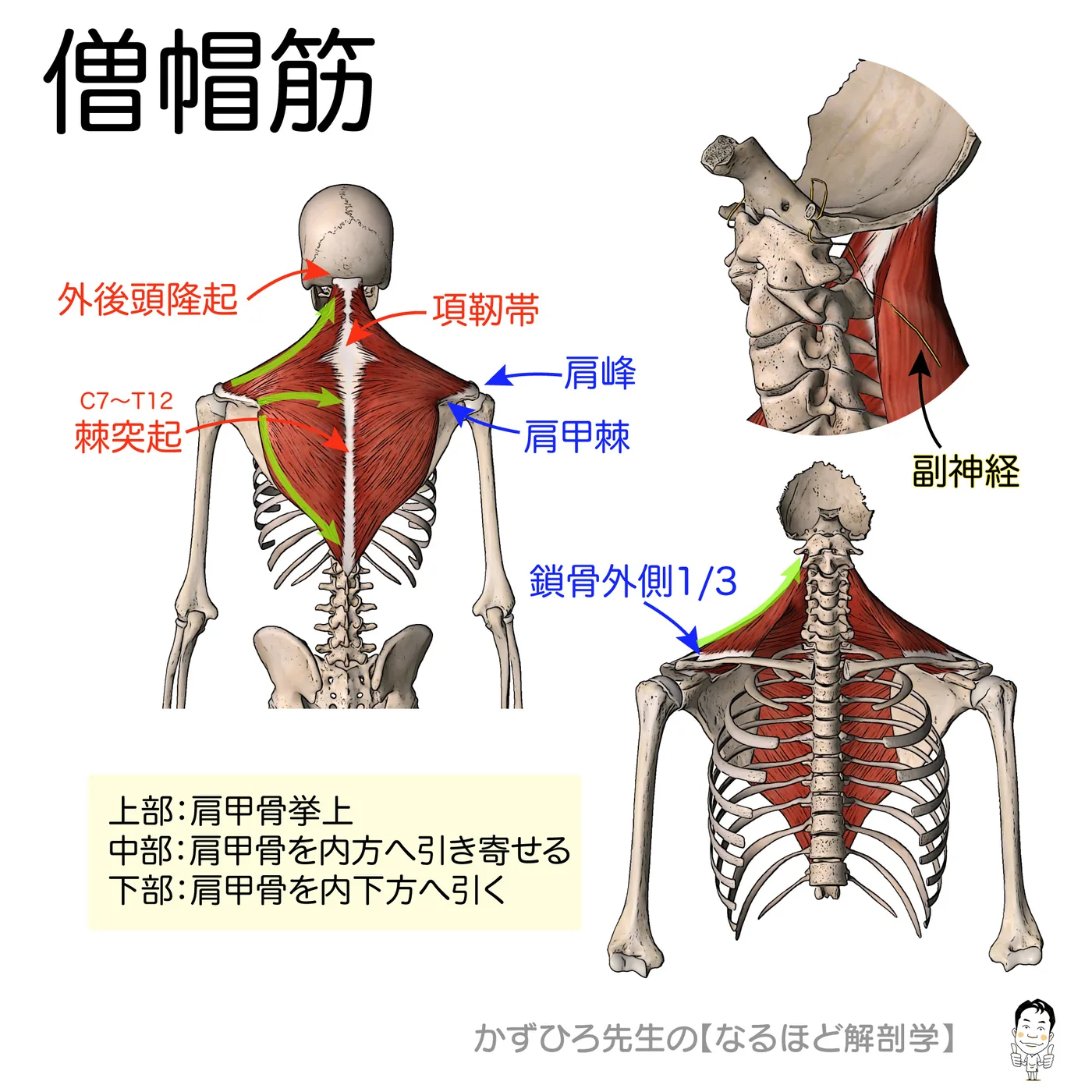 僧帽筋