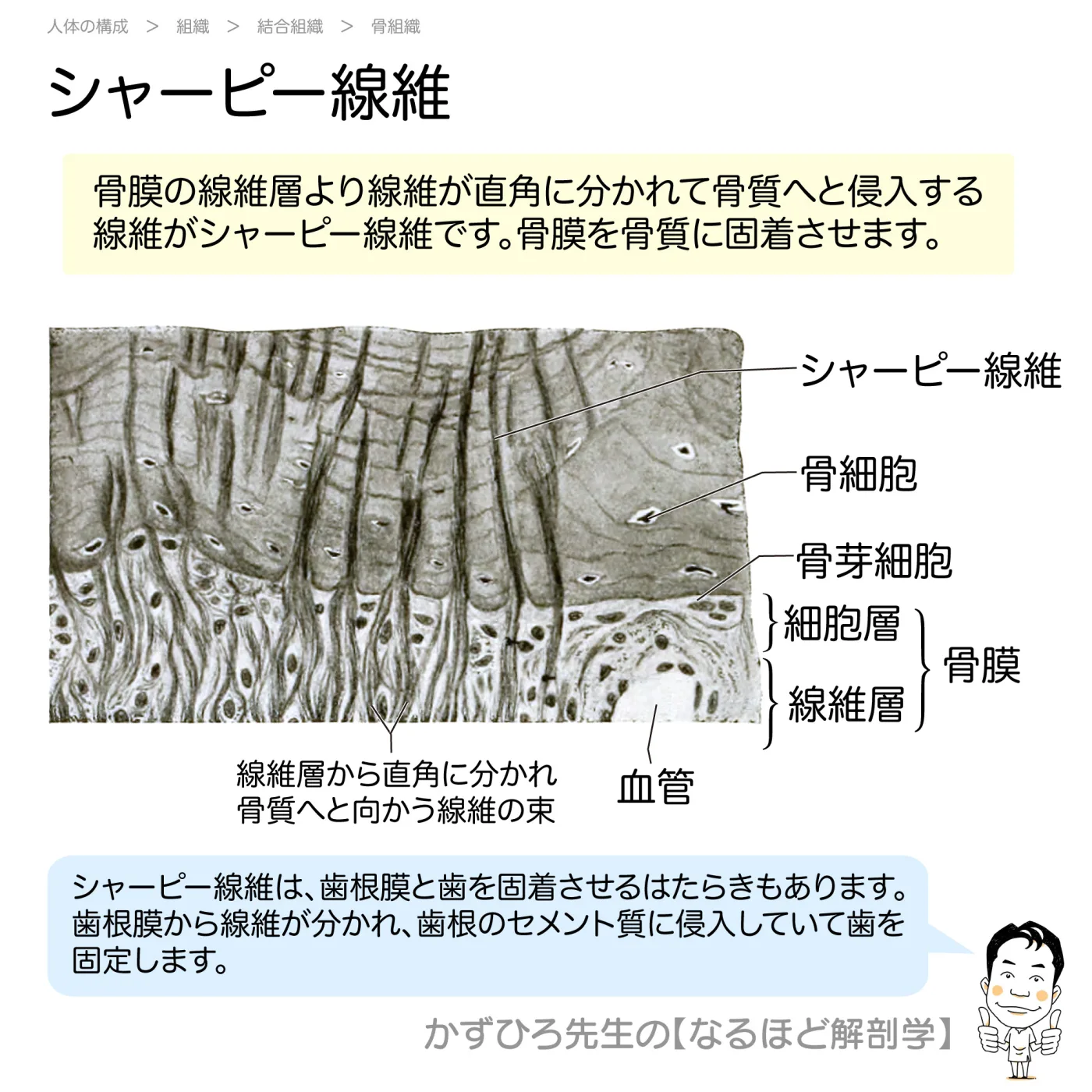 シャーピー線維