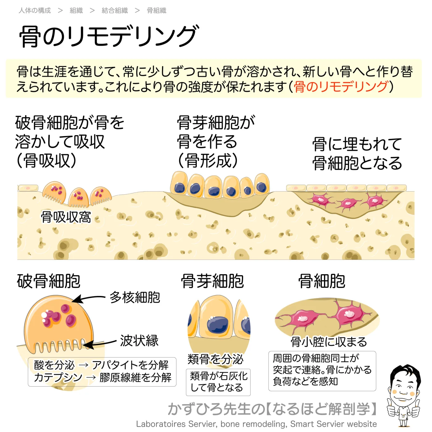 骨のリモデリング