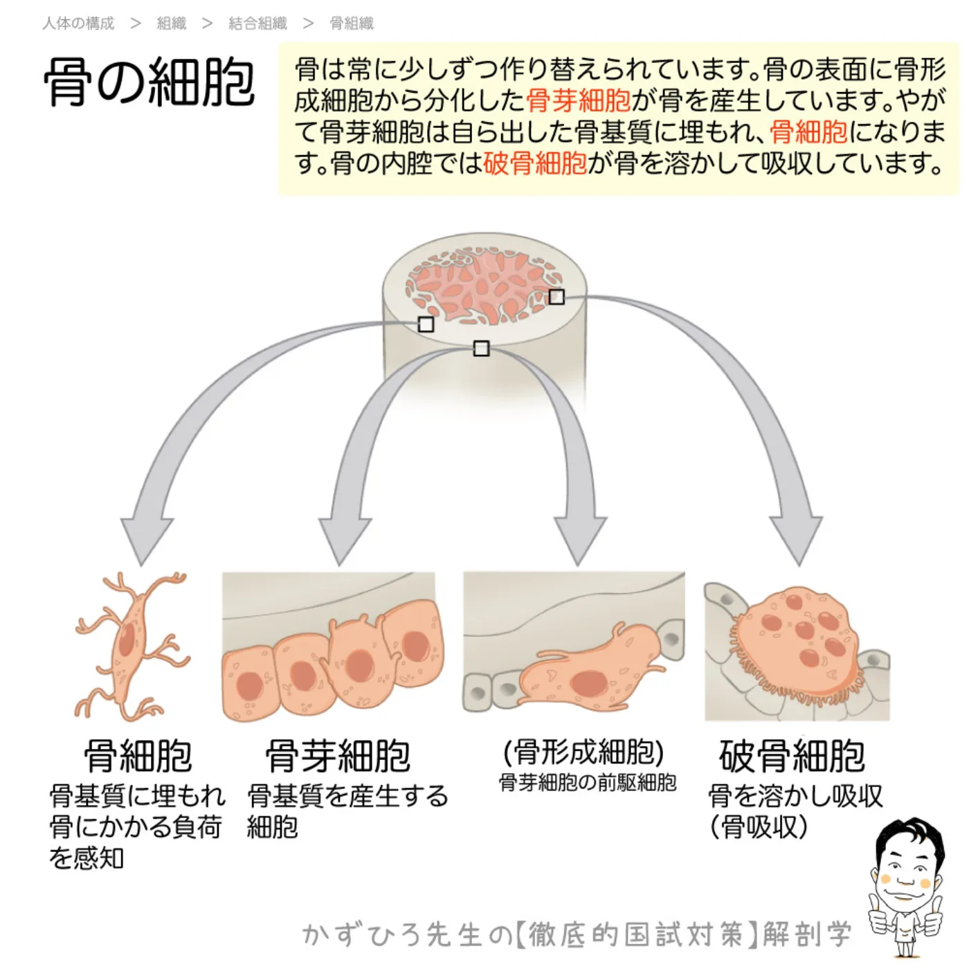 骨の細胞