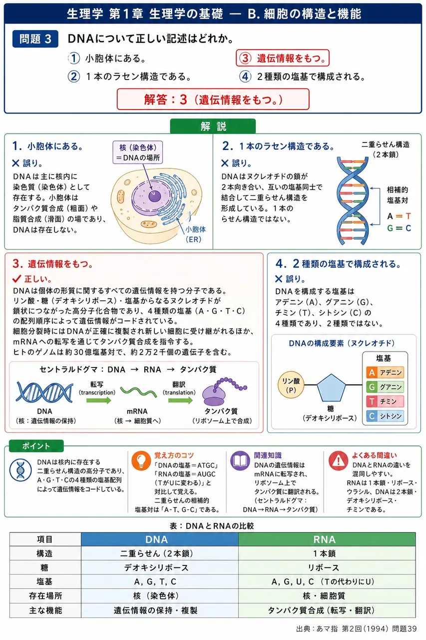 あマ指 第2回(1994) 問題39｜DNAについて正しい記述はどれか。 解説図