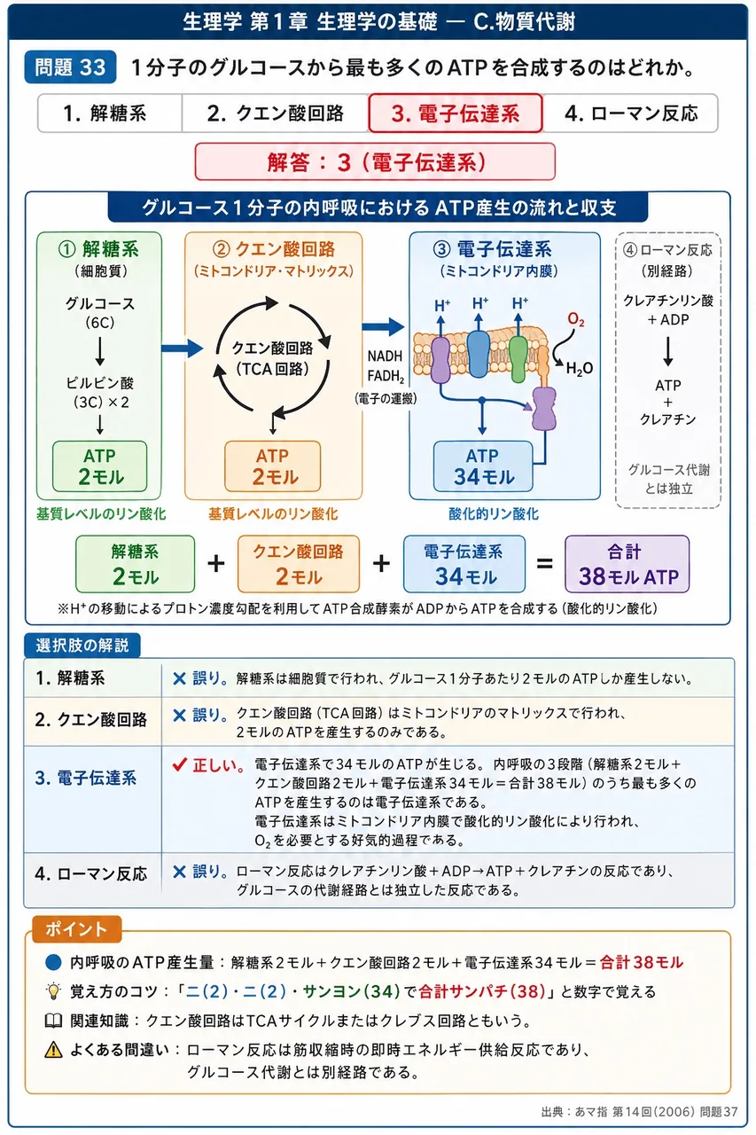 あマ指 第14回(2006) 問題37｜1分子のグルコースから最も多くのATPを合成するのはどれか。 解説図