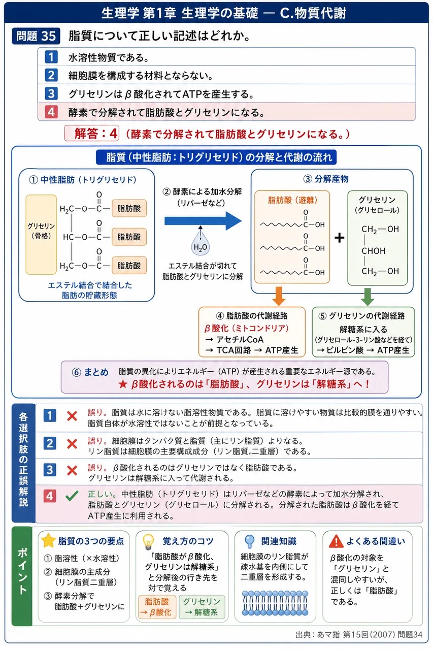 あマ指 第15回(2007) 問題34｜脂質について正しい記述はどれか。 解説図