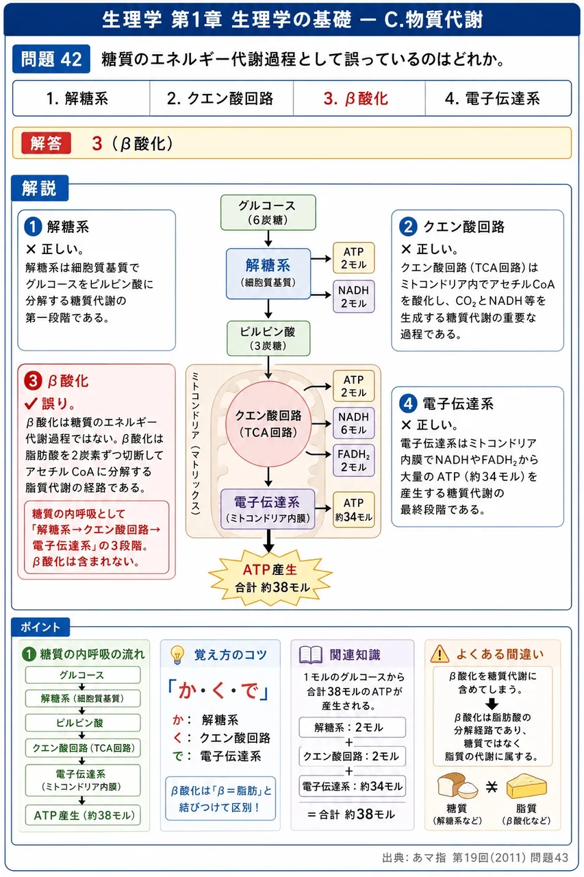 あマ指 第19回(2011) 問題43｜糖質のエネルギー代謝過程として誤っているのはどれか。 解説図