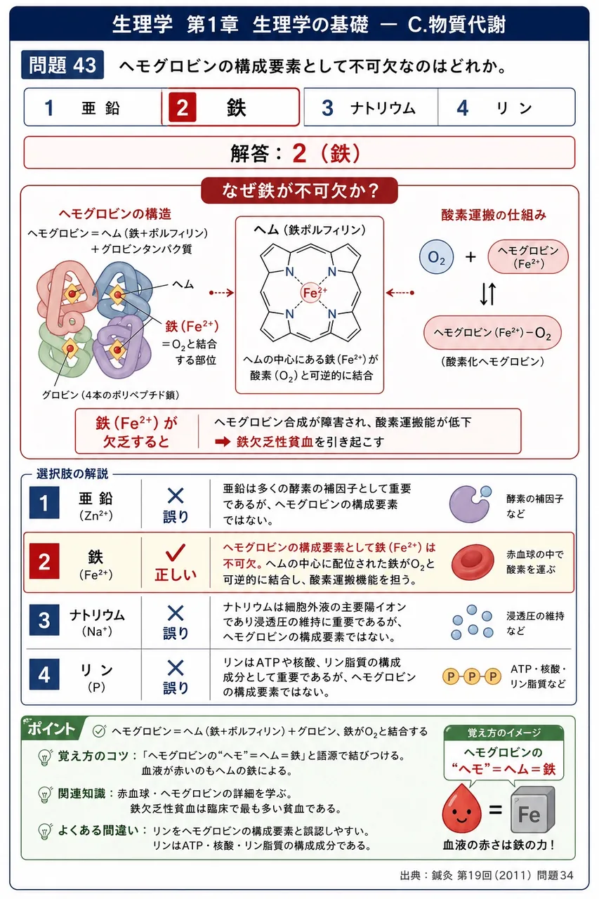 鍼灸 第19回(2011) 問題34｜ヘモグロビンの構成要素として不可欠なのはどれか。 解説図