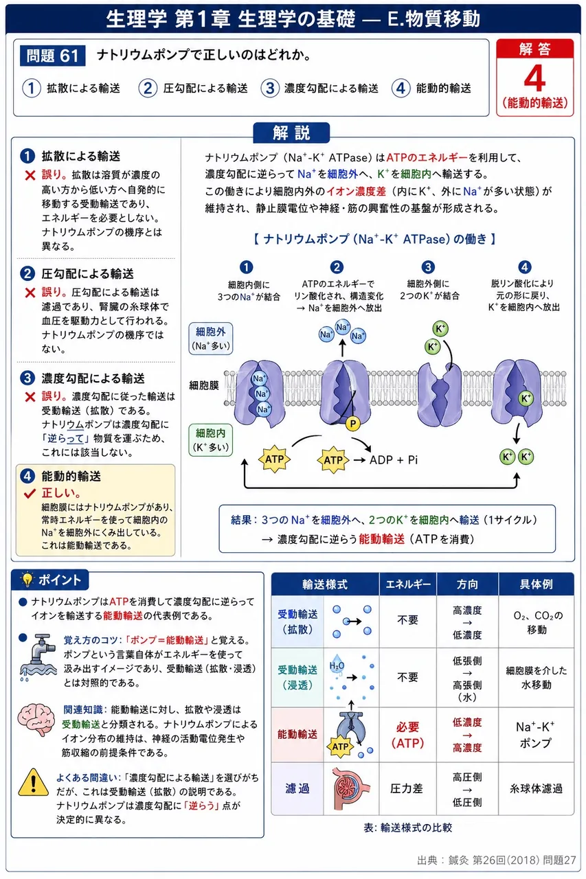 鍼灸 第26回(2018) 問題27｜ナトリウムポンプで正しいのはどれか。 解説図