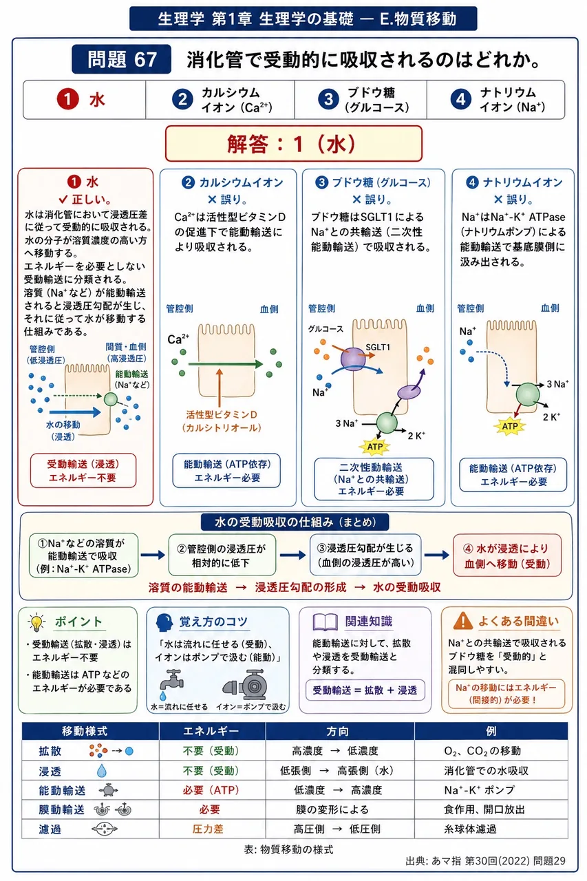あマ指 第30回(2022) 問題29｜消化管で受動的に吸収されるのはどれか。 解説図