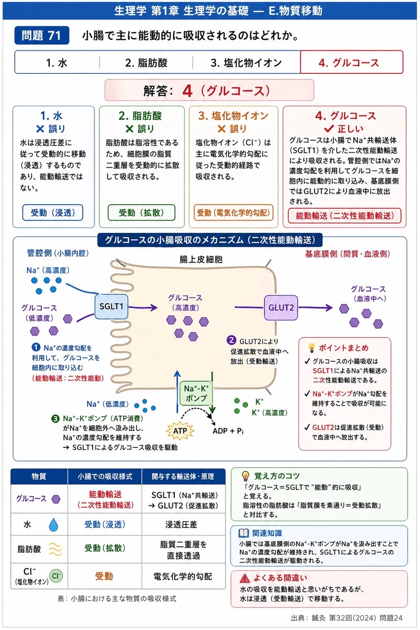 鍼灸 第32回(2024) 問題24｜小腸で主に能動的に吸収されるのはどれか。 解説図
