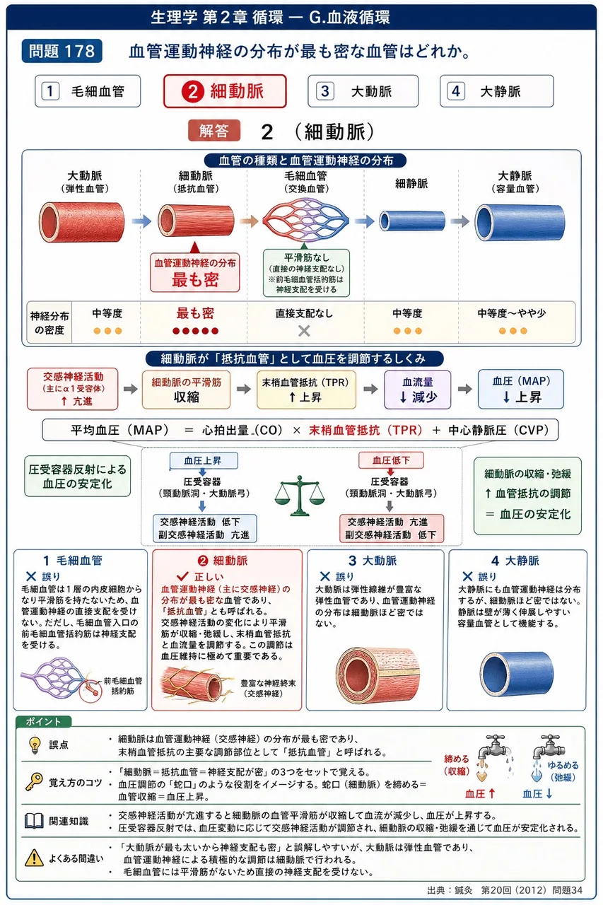 鍼灸 第20回(2012) 問題34｜血管運動神経の分布が最も密な血管はどれか。 解説図