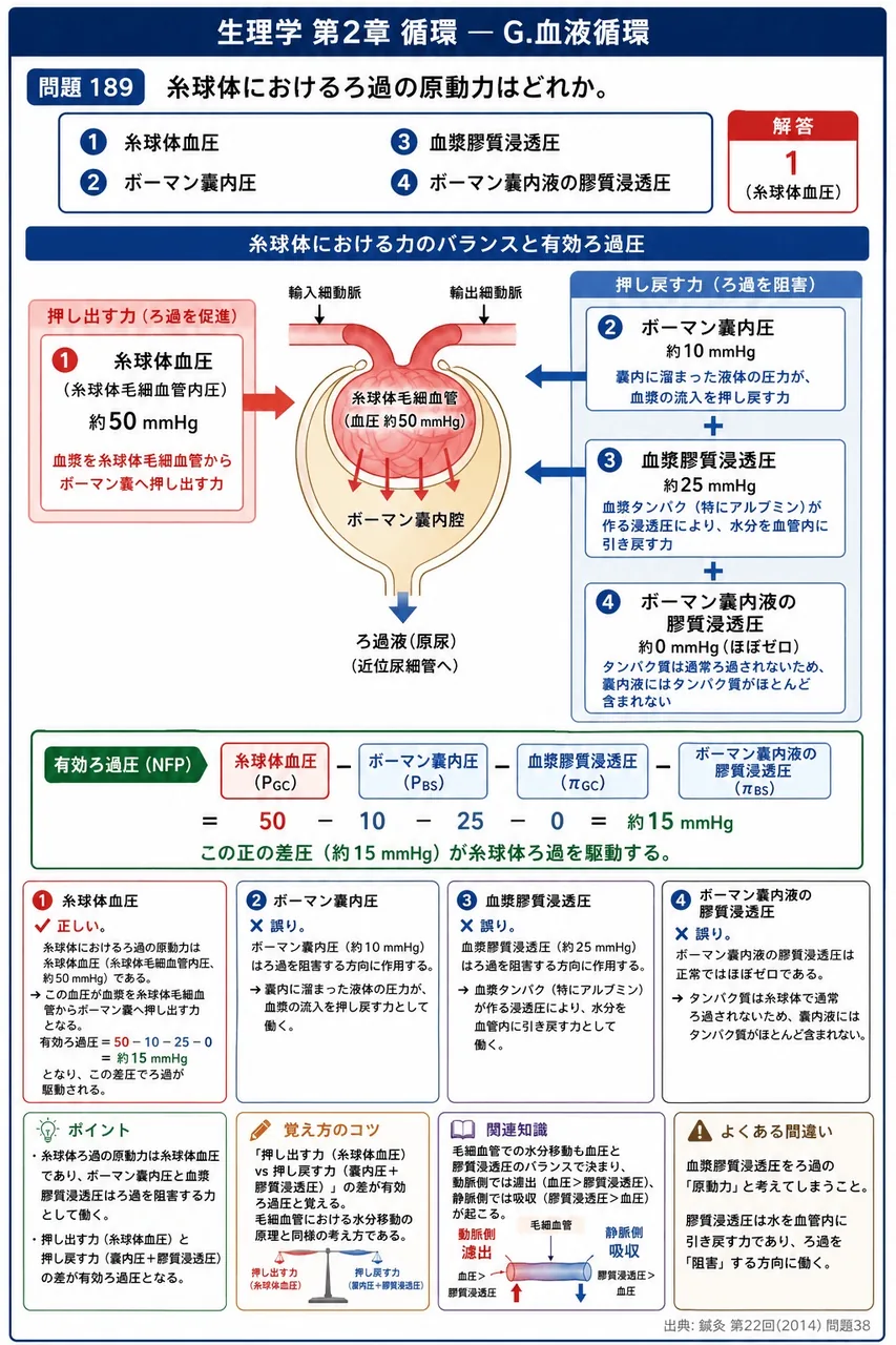 鍼灸 第22回(2014) 問題38｜糸球体におけるろ過の原動力はどれか。 解説図