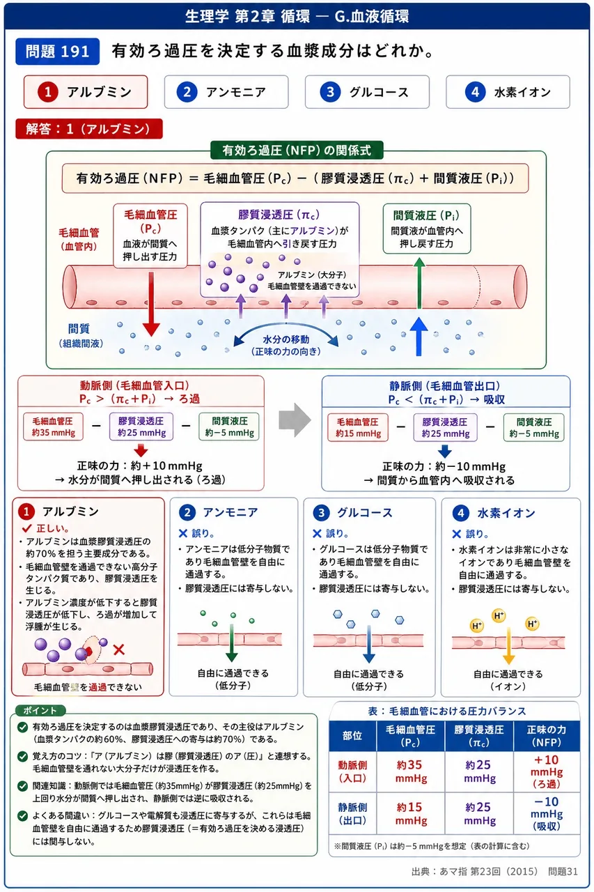 あマ指 第23回(2015) 問題31｜有効ろ過圧を決定する血漿成分はどれか。 解説図