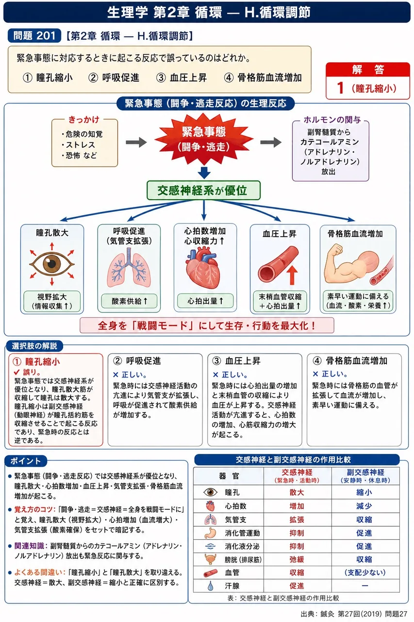 鍼灸 第27回(2019) 問題27｜緊急事態に対応するときに起こる反応で誤っているのはどれか。 解説図