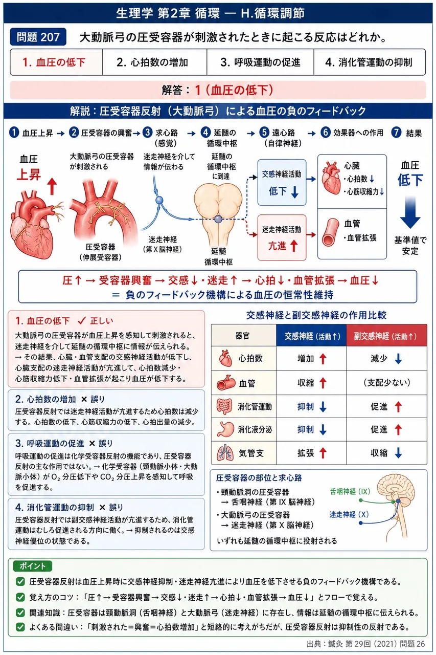 鍼灸 第29回(2021) 問題26｜大動脈弓の圧受容器が刺激されたときに起こる反応はどれか。 解説図