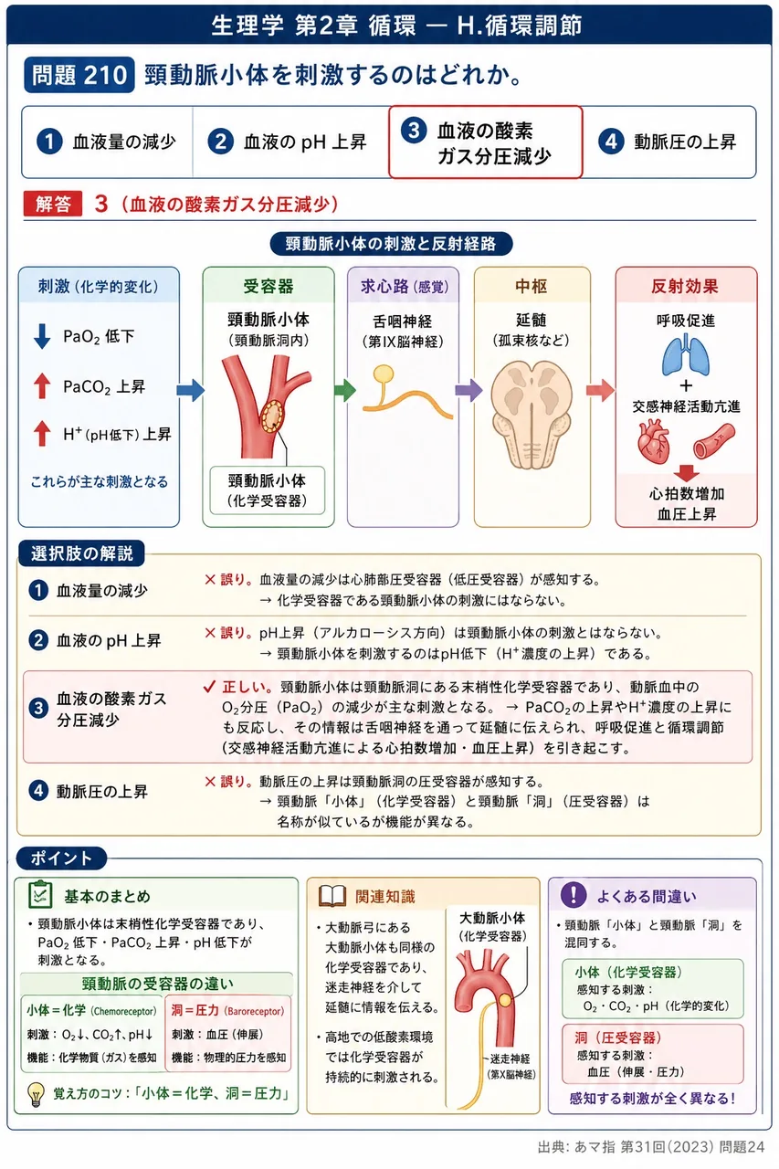 あマ指 第31回(2023) 問題24｜頸動脈小体を刺激するのはどれか。 解説図