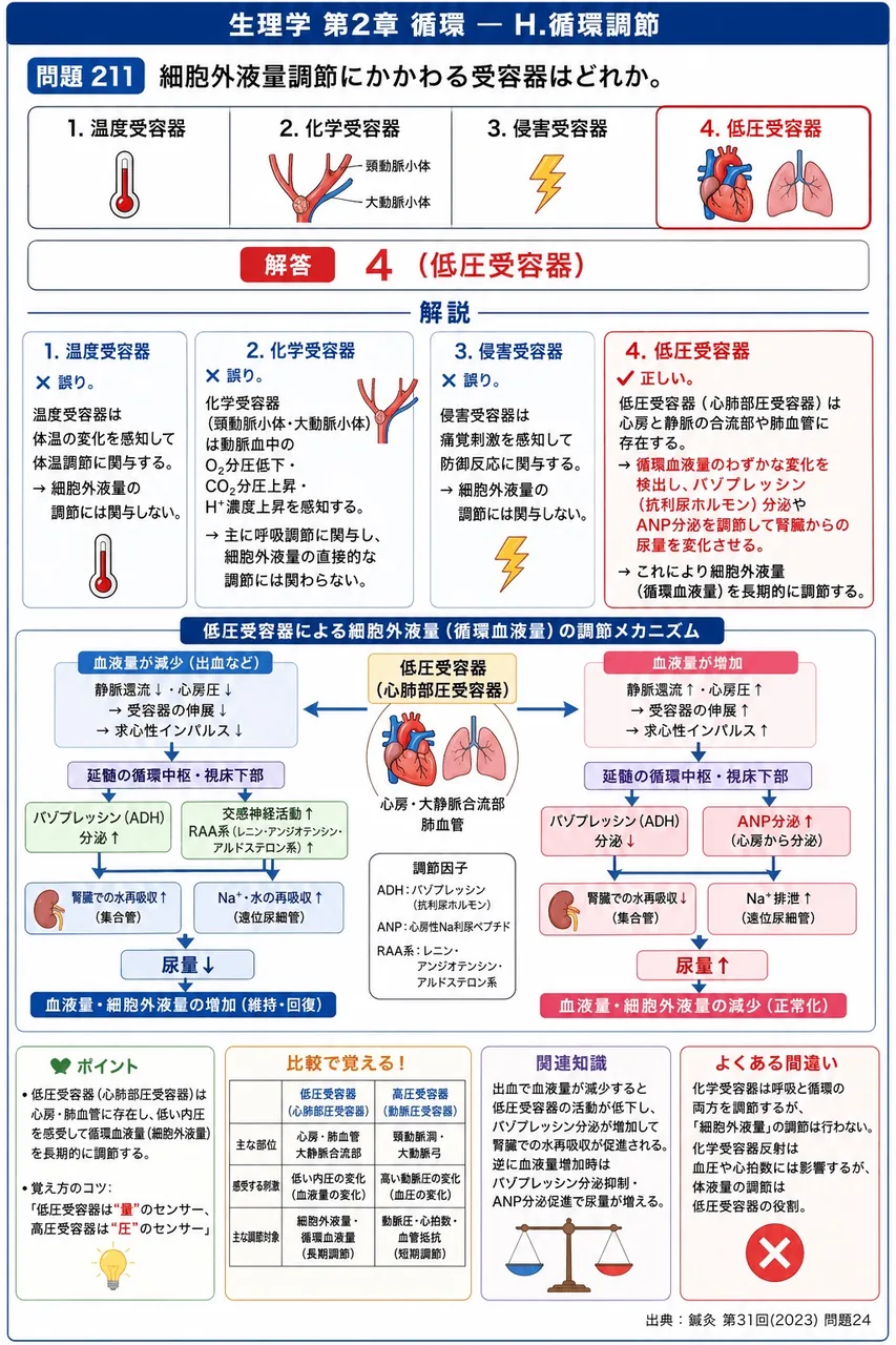 鍼灸 第31回(2023) 問題24｜細胞外液量調節にかかわる受容器はどれか。 解説図