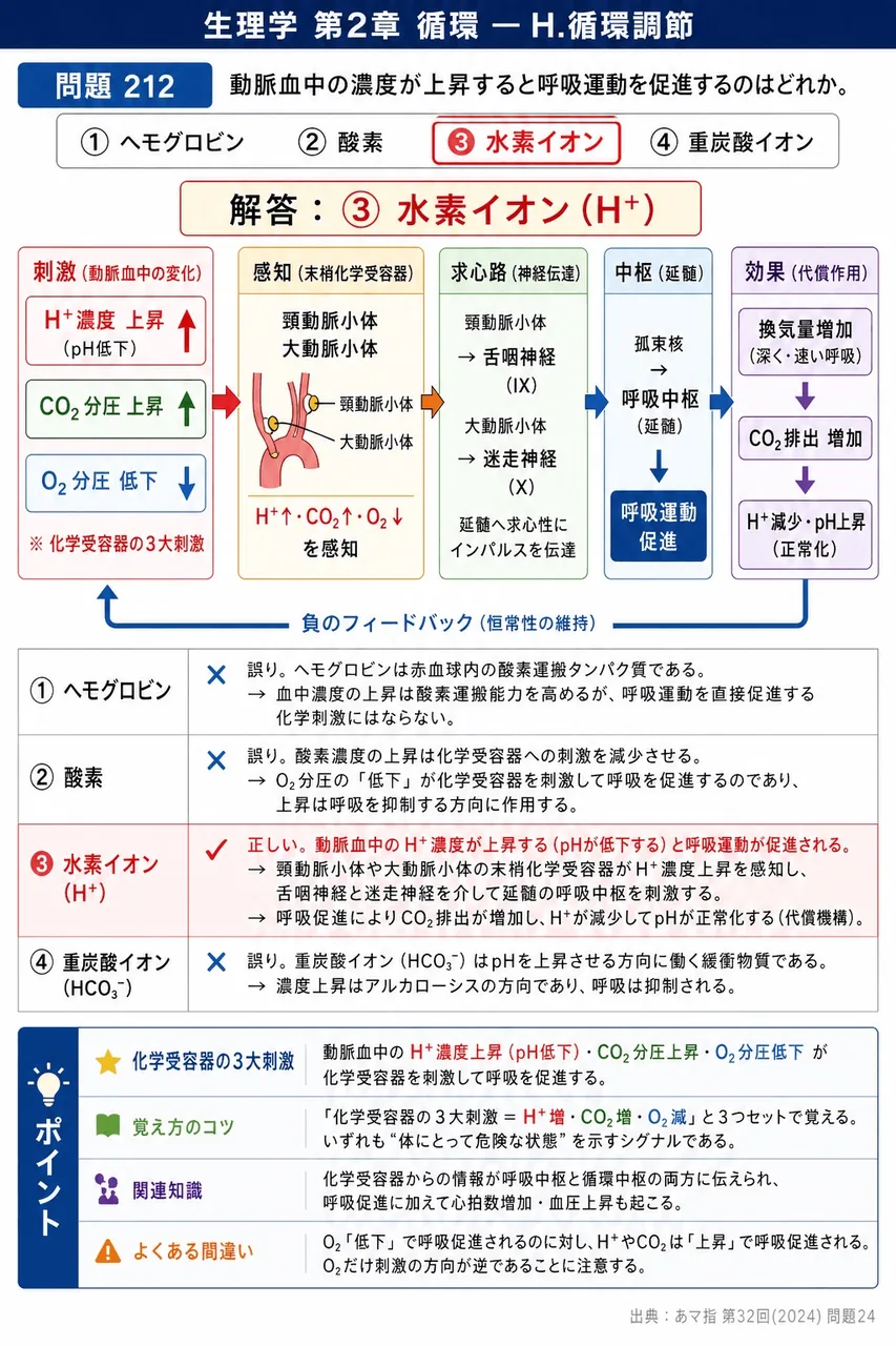 あマ指 第32回(2024) 問題24｜動脈血中の濃度が上昇すると呼吸運動を促進するのはどれか。 解説図