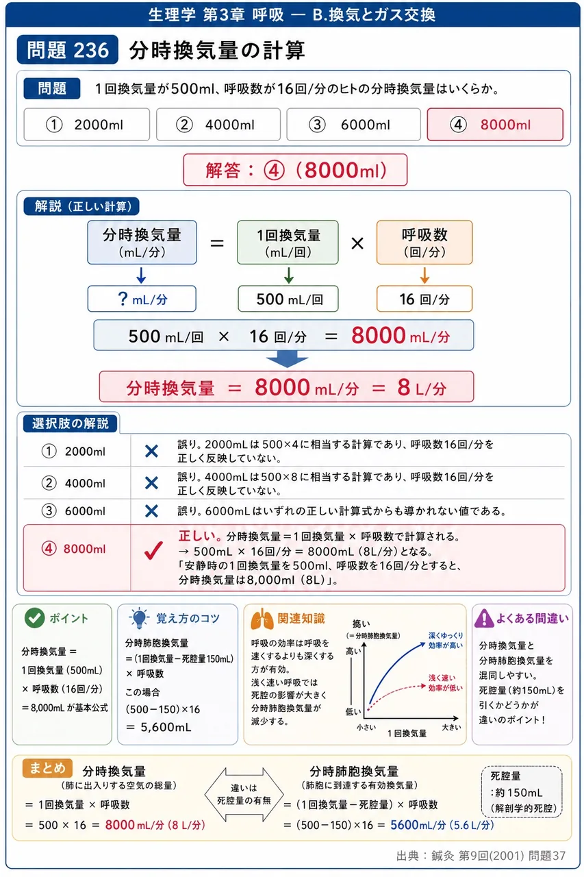 鍼灸 第9回(2001) 問題37｜1回換気量が500ml、呼吸数が16回/分のヒトの分時換気量はいくらか。 解説図