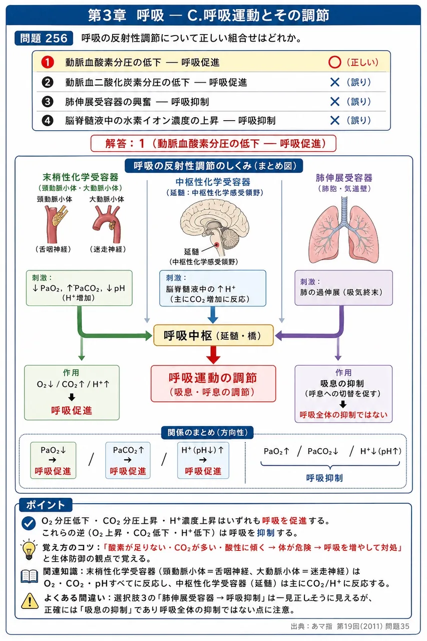 あマ指 第19回(2011) 問題35｜呼吸の反射性調節について正しい組合せはどれか。 解説図