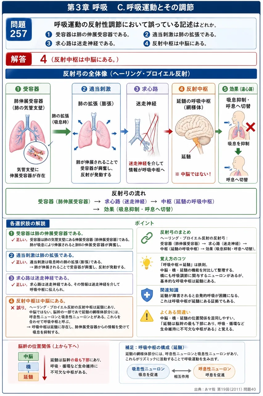あマ指 第19回(2011) 問題40｜呼吸運動の反射性調節において誤っている記述はどれか。 解説図