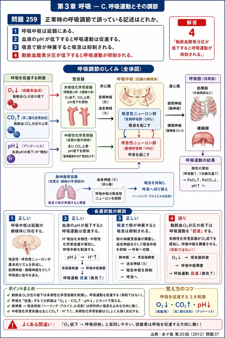 あマ指 第20回(2012) 問題37｜正常時の呼吸調節で誤っている記述はどれか。 解説図