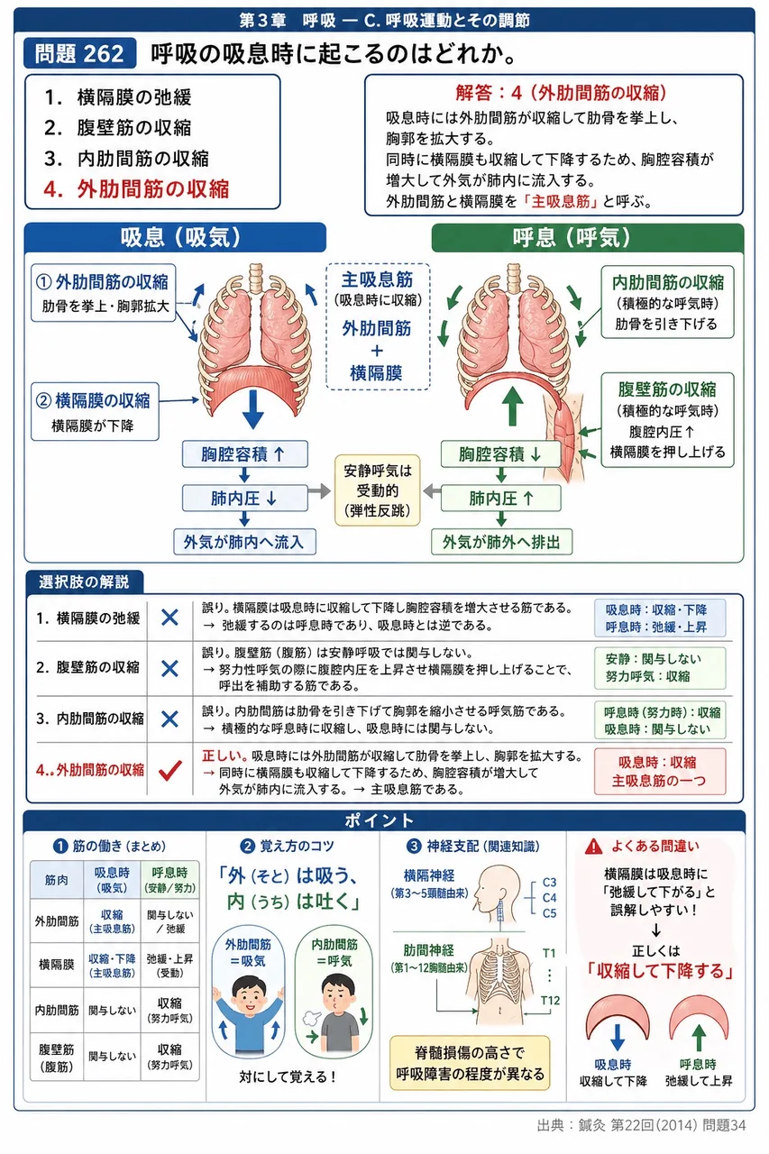 鍼灸 第22回(2014) 問題34｜呼吸の吸息時に起こるのはどれか。 解説図