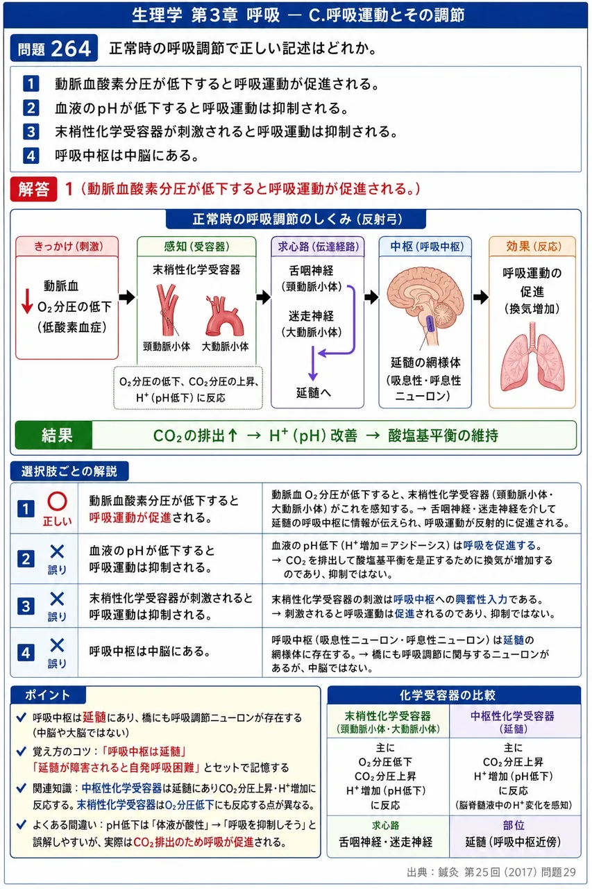 鍼灸 第25回(2017) 問題29｜正常時の呼吸調節で正しい記述はどれか。 解説図