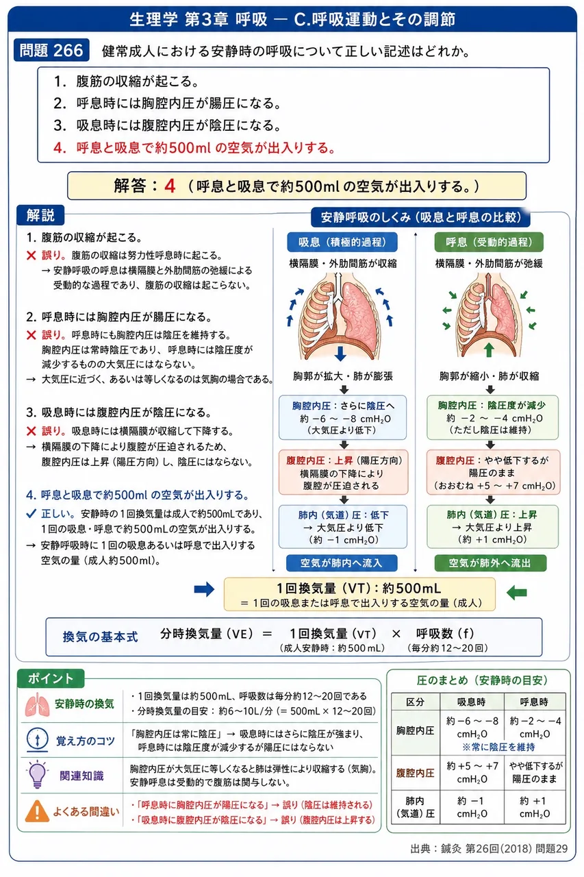 鍼灸 第26回(2018) 問題29｜健常成人における安静時の呼吸について正しい記述はどれか。 解説図