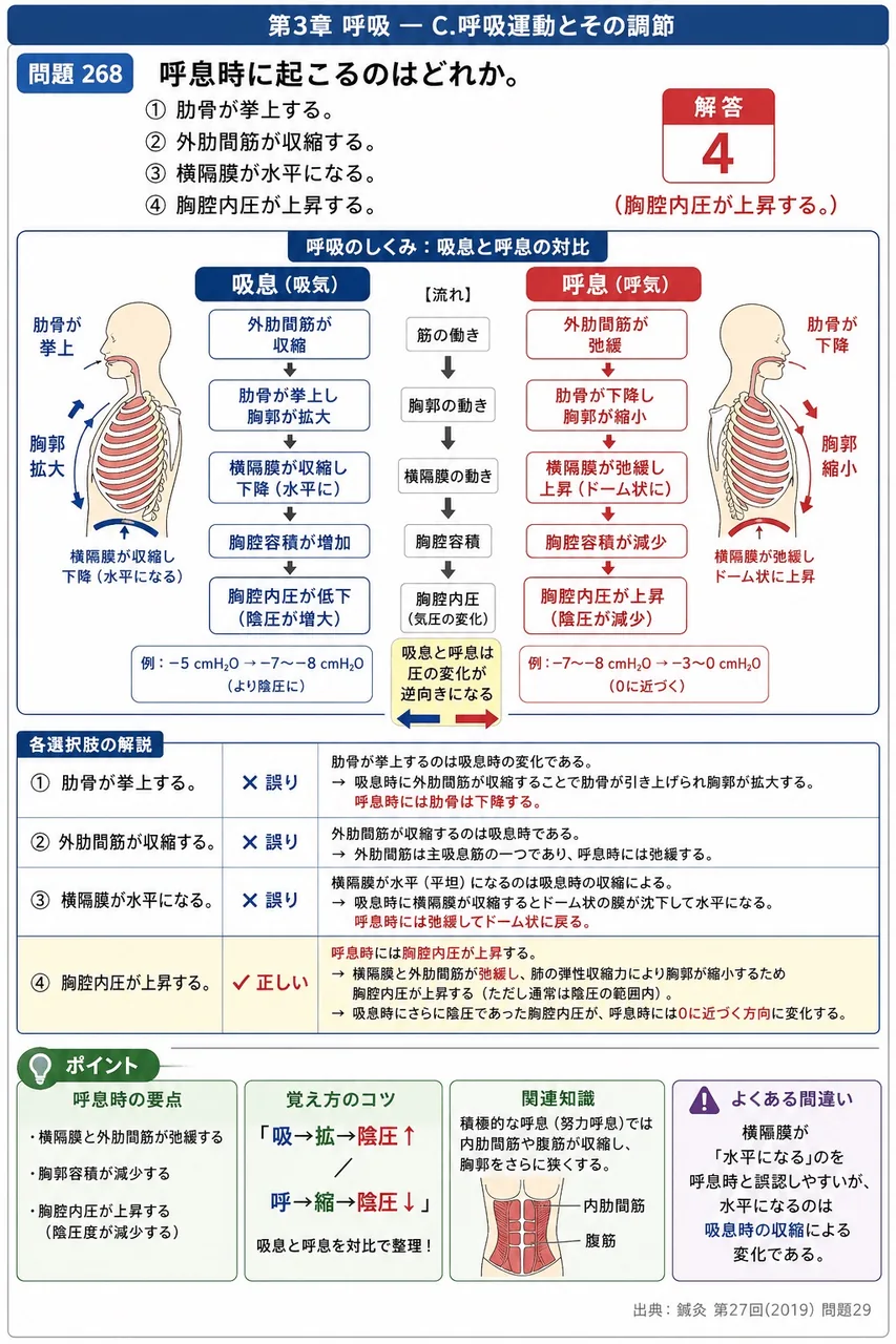 鍼灸 第27回(2019) 問題29｜呼息時に起こるのはどれか。 解説図