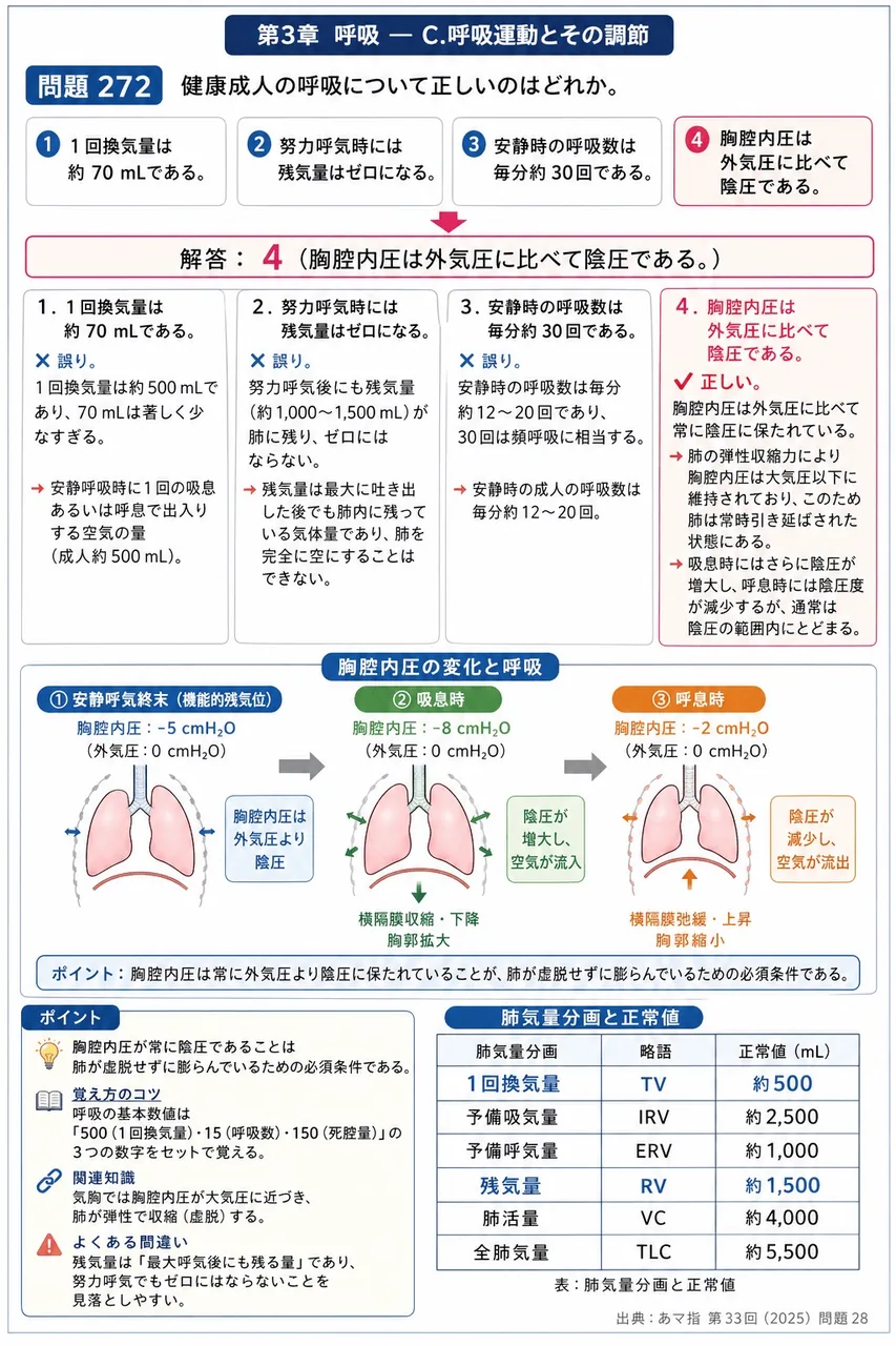 あマ指 第33回(2025) 問題28｜健康成人の呼吸について正しいのはどれか。 解説図
