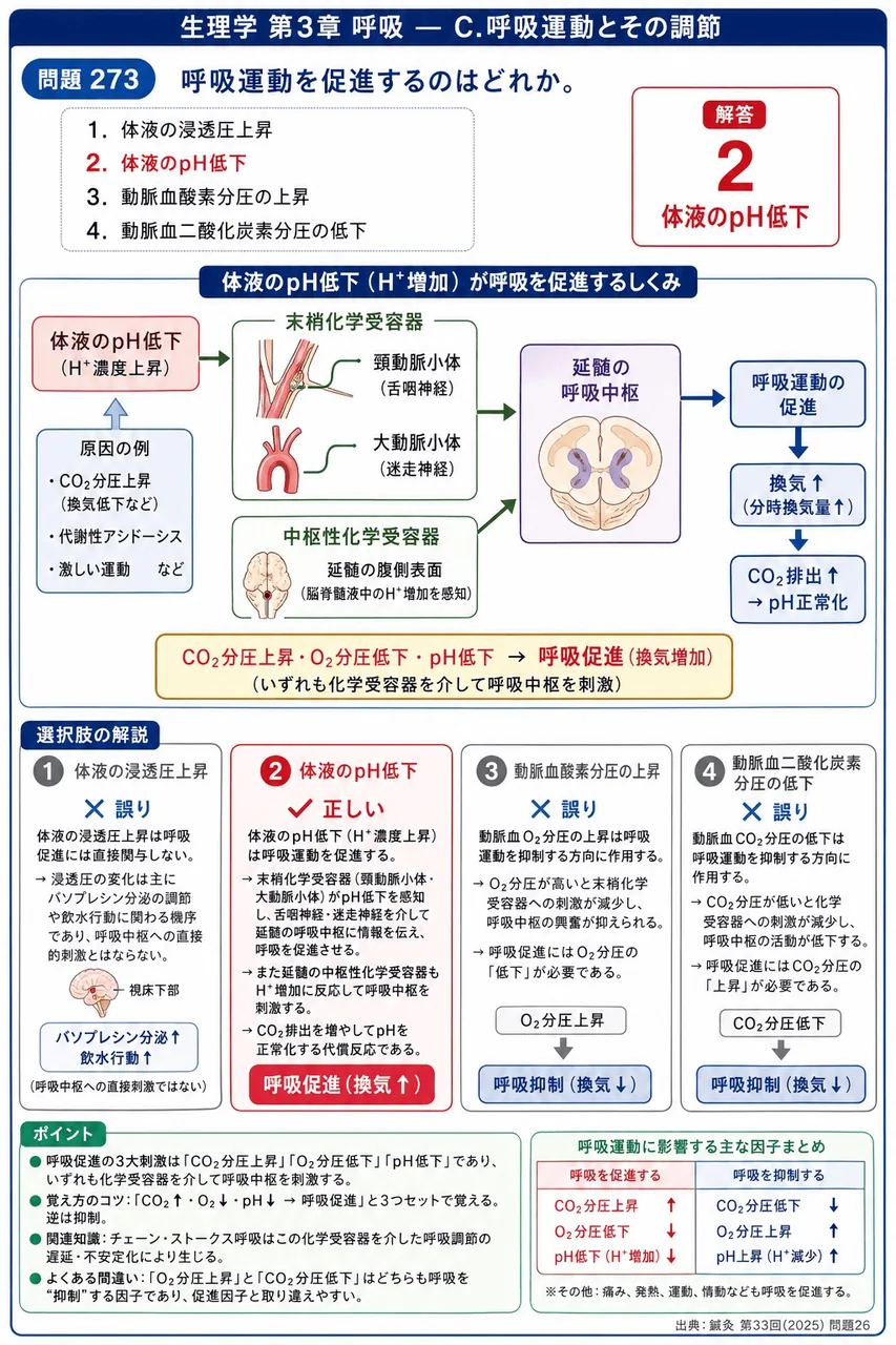 鍼灸 第33回(2025) 問題26｜呼吸運動を促進するのはどれか。 解説図