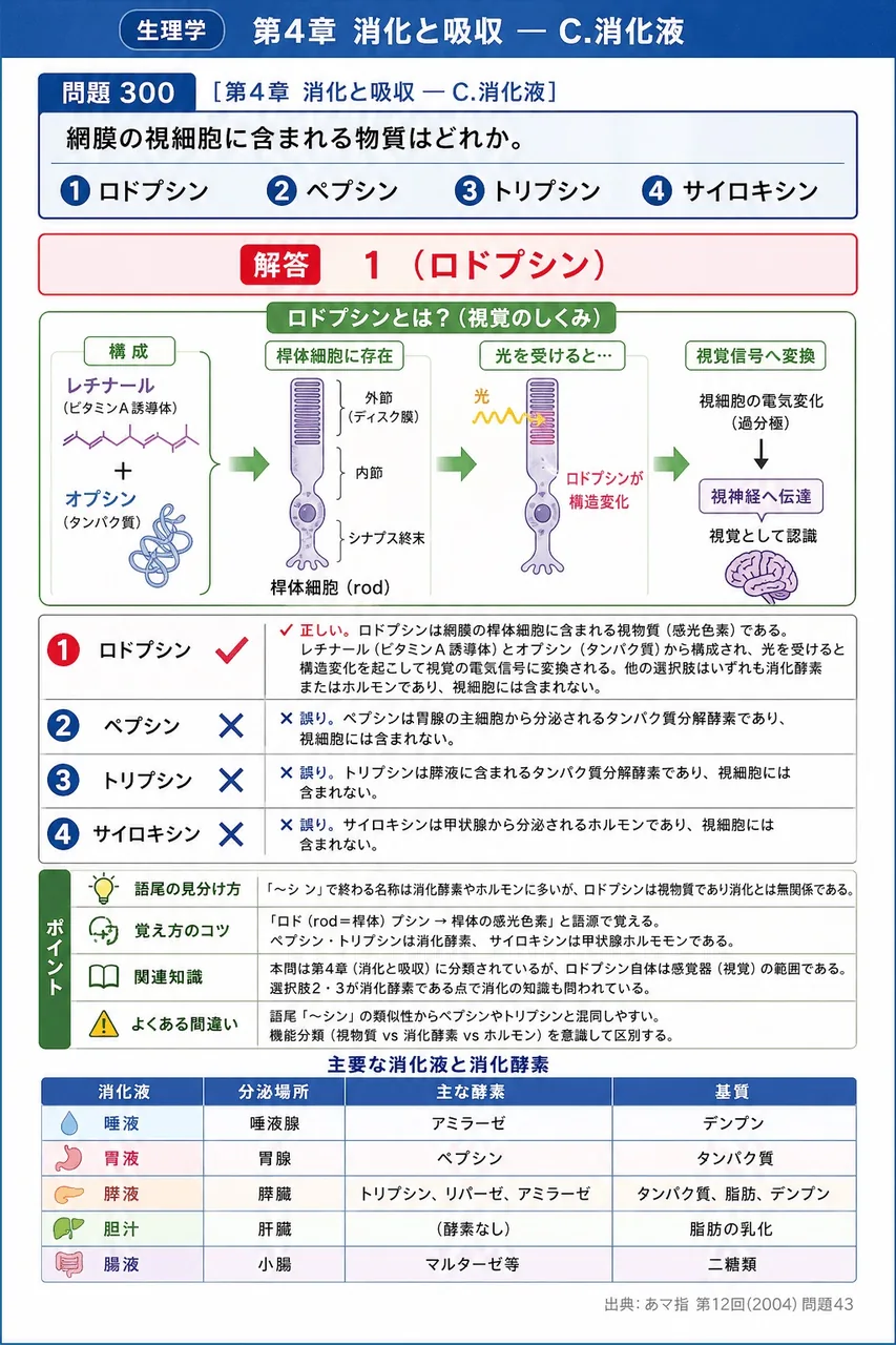 あマ指 第12回(2004) 問題43|網膜の視細胞に含まれる物質はどれか。 解説図