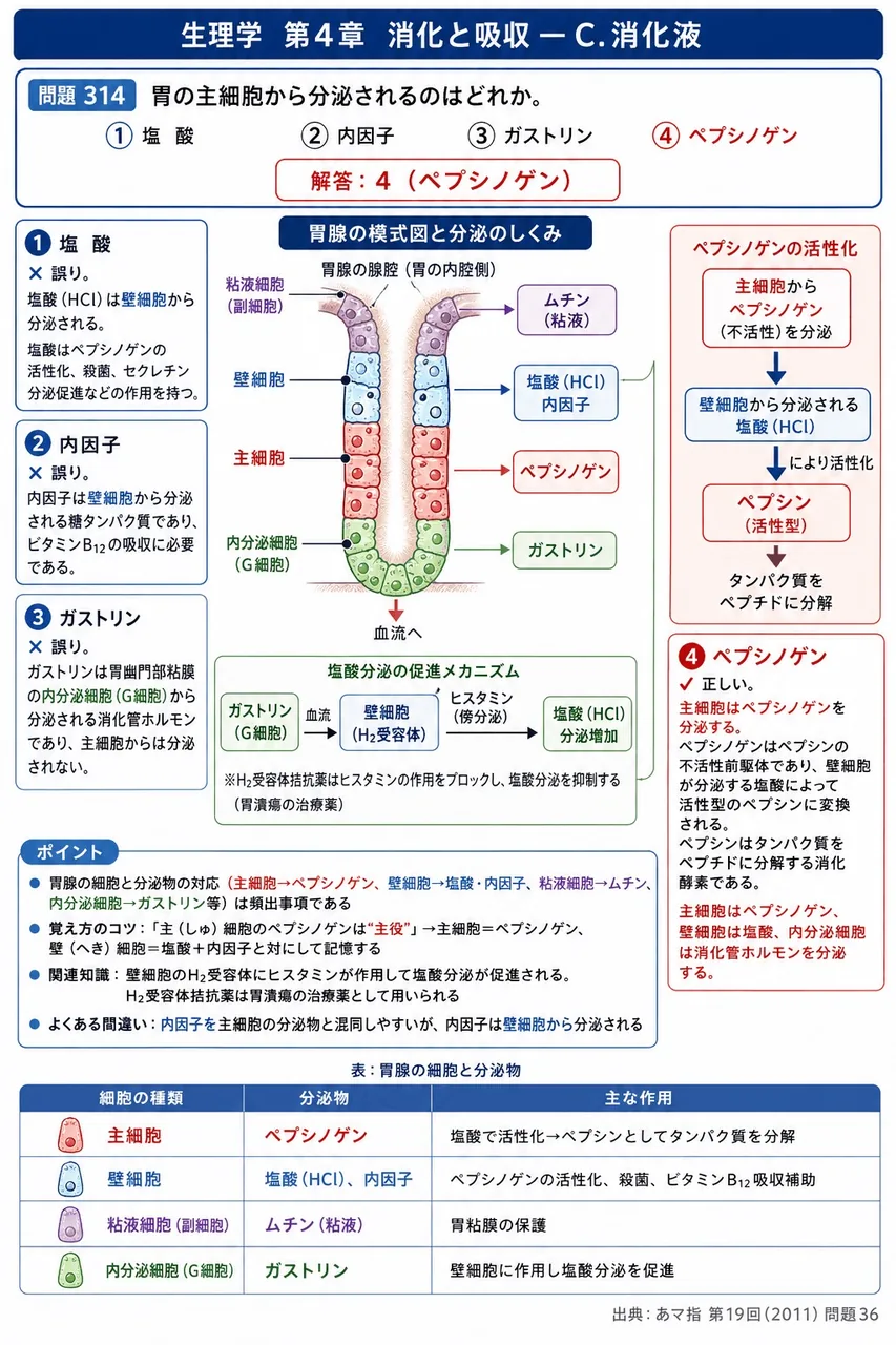 あマ指 第19回(2011) 問題36|胃の主細胞から分泌されるのはどれか。 解説図