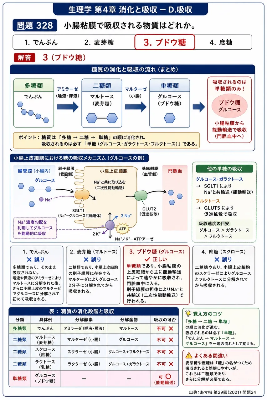 あマ指 第29回(2021) 問題24｜小腸粘膜で吸収される物質はどれか。 解説図