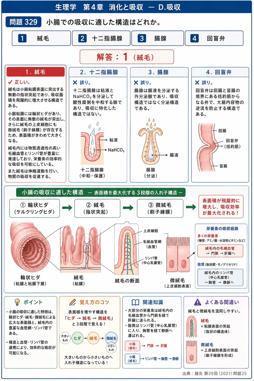 鍼灸 第29回(2021) 問題25｜小腸での吸収に適した構造はどれか。 解説図