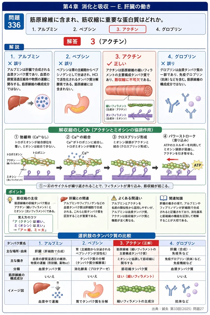 鍼灸 第33回(2025) 問題27｜筋原線維に含まれ、筋収縮に重要な蛋白質はどれか。 解説図