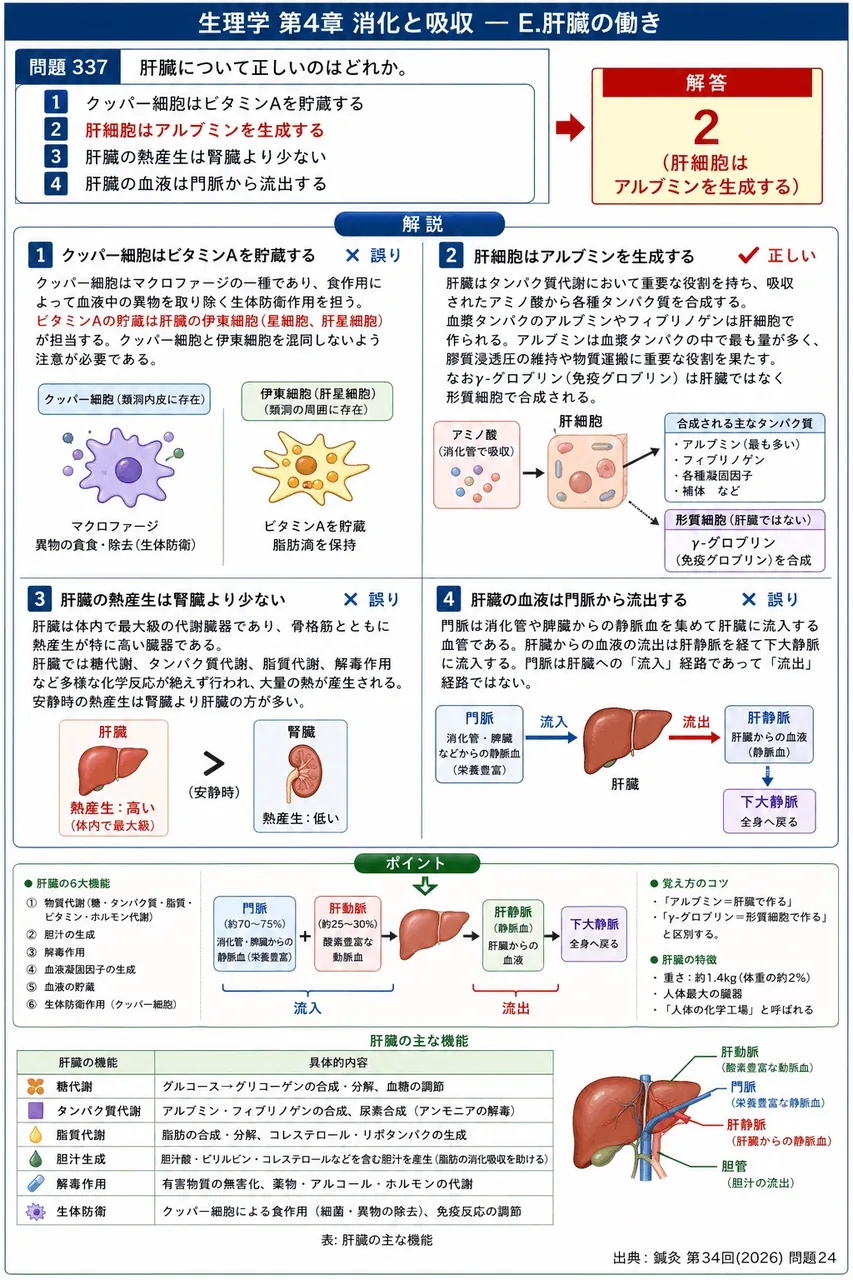 鍼灸 第34回(2026) 問題24｜肝臓について正しいのはどれか。 解説図