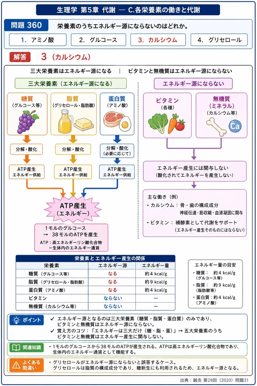 鍼灸 第28回(2020) 問題31|栄養素のうちエネルギー源にならないのはどれか。 解説図